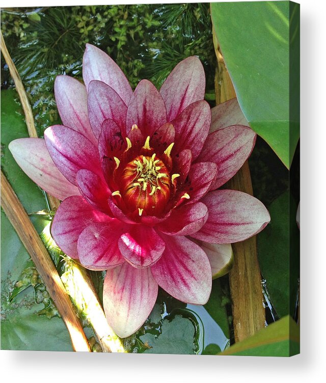 Water Lily Acrylic Print featuring the photograph Lily by Kate Gibson Oswald