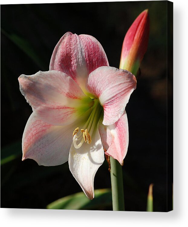 Nature Acrylic Print featuring the photograph Stargazer Lily by Linda Brown