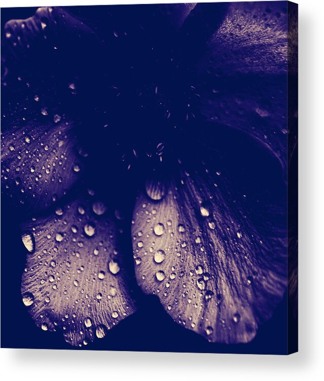 Flowers Acrylic Print featuring the photograph Stop The Fall by J C