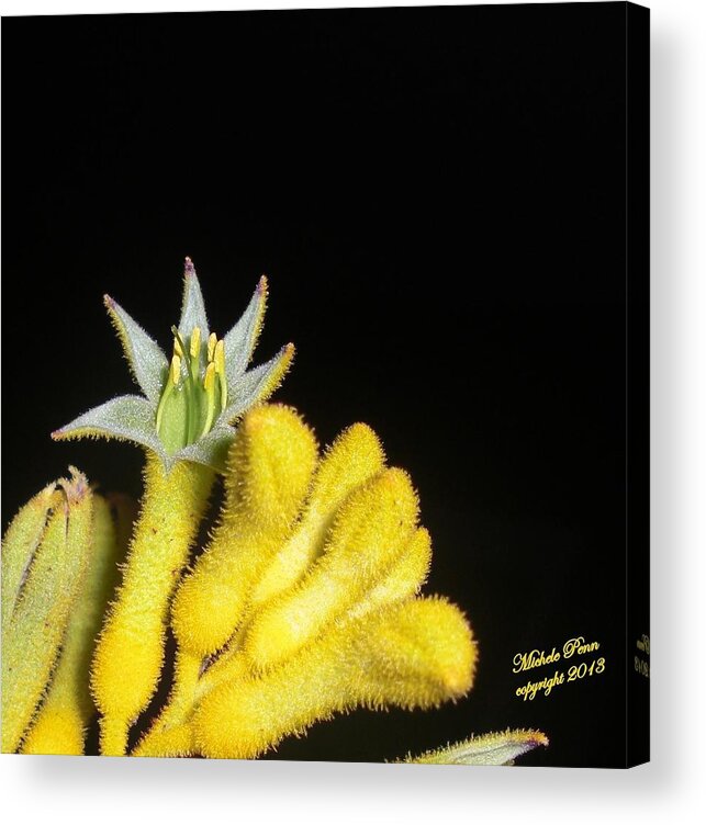 Flower Photograph Acrylic Print featuring the photograph Surprise by Michele Penn