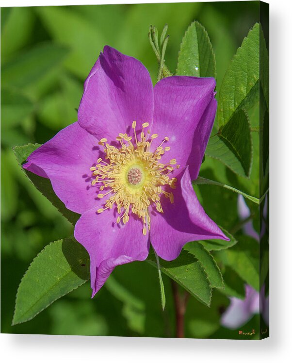 Marsh Acrylic Print featuring the photograph Swamp Rose Just Opening DSMF219 by Gerry Gantt