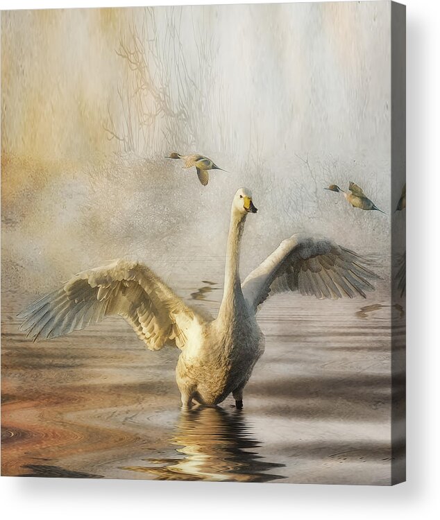 Whooper Swan Acrylic Print featuring the photograph Swan at Sundown by Brian Tarr