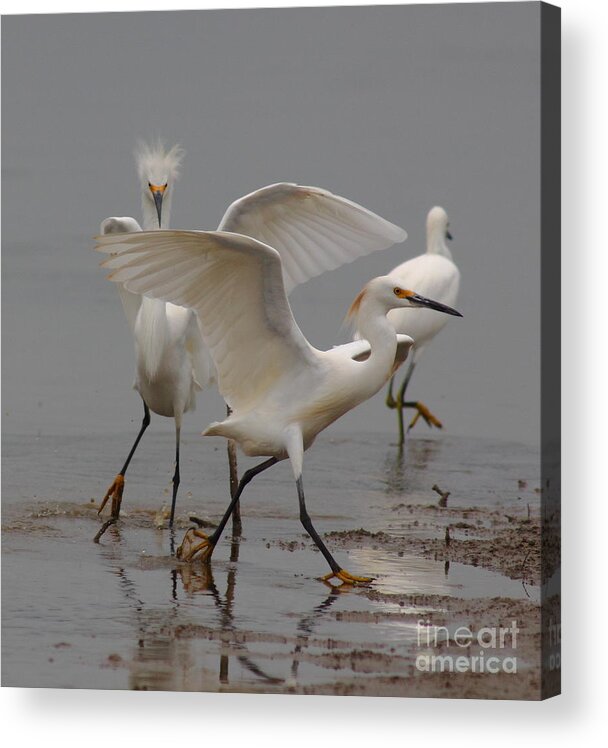Egret Acrylic Print featuring the photograph The Chase by Robert Frederick