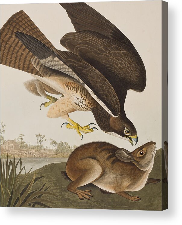 John James Audubon Acrylic Print featuring the painting The Common Buzzard by John James Audubon