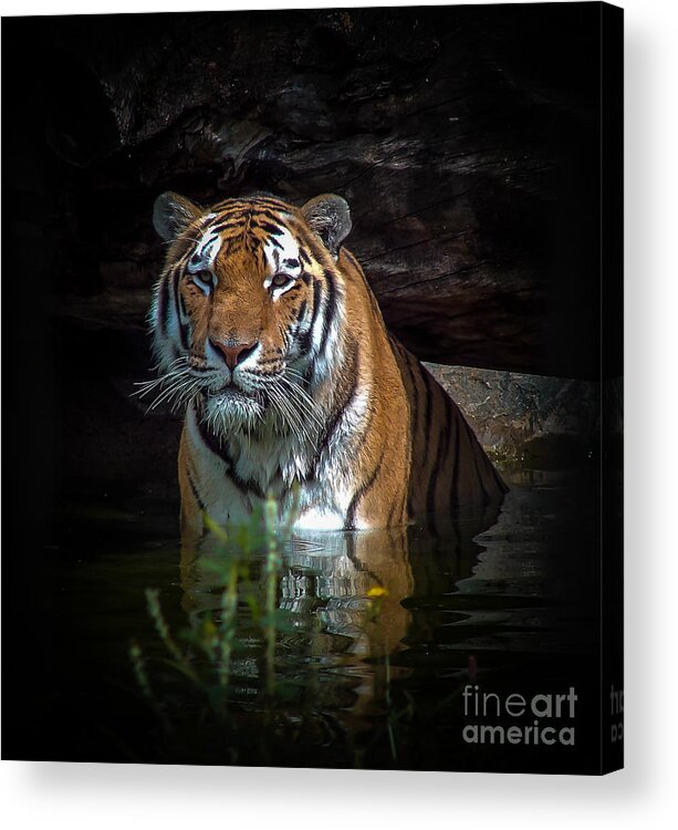 Tiger Acrylic Print featuring the photograph The Watering Hole by Bianca Nadeau