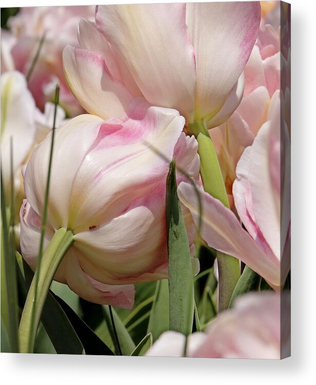 Tulip Acrylic Print featuring the photograph Tulip Kiss by Christina Durity