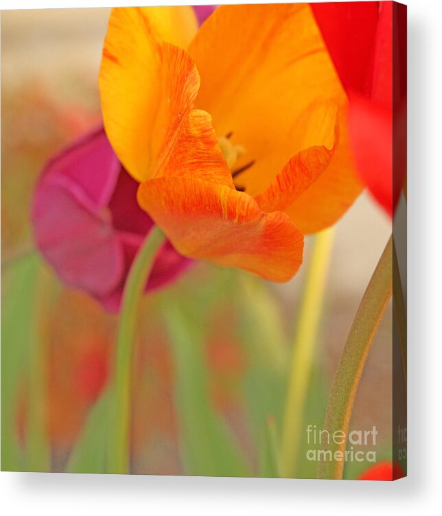 Tulips; Springtime ; Tiptoe Thru The Tulips; Garden; Flowers; The Great Outdoors; Rebirth; Tulip Time; Spring Has Sprung;  Acrylic Print featuring the photograph Tulip Time by Betty Morgan