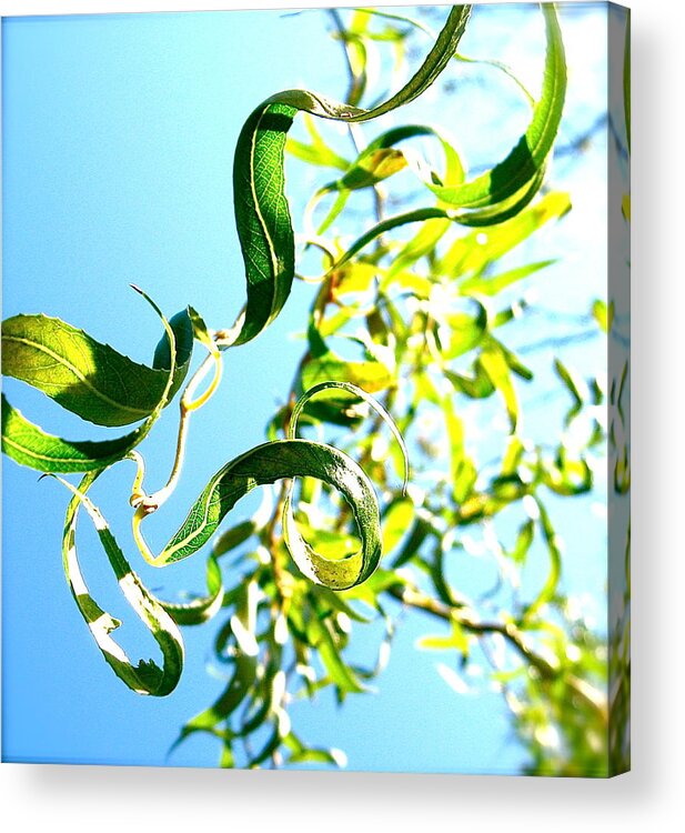 Nature Acrylic Print featuring the photograph Under the Curly Willow Tree by Tracy Male