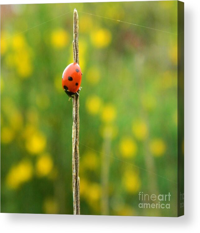 Ladybug Acrylic Print featuring the photograph Upsidedown Ladybug by Gallery Of Hope 