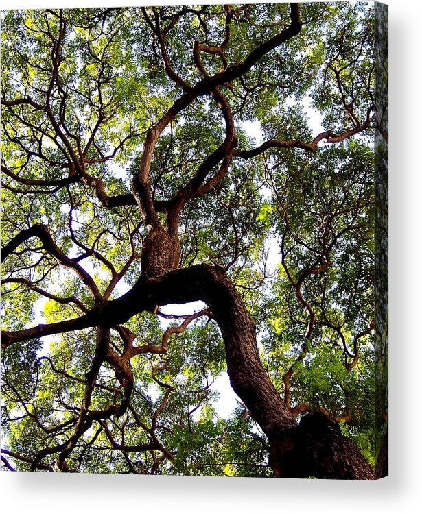 Trees Acrylic Print featuring the photograph VEINS of LIFE by Karen Wiles