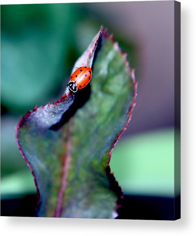 Ladybug Acrylic Print featuring the photograph Walking The Thorny Edge by Her Arts Desire