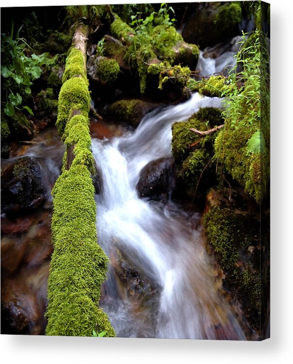 Color Acrylic Print featuring the photograph Wet and Green by Steven Milner