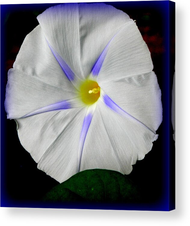 Morning Glory Acrylic Print featuring the photograph White Morning by Kim Galluzzo