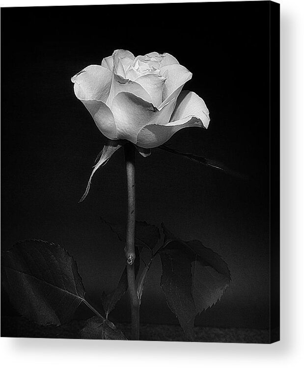 Fauna Acrylic Print featuring the photograph White Rose #02 by Richard Wiggins