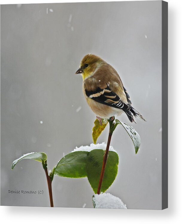 Goldfinch Acrylic Print featuring the photograph Goldfinch #2 by Denise Romano