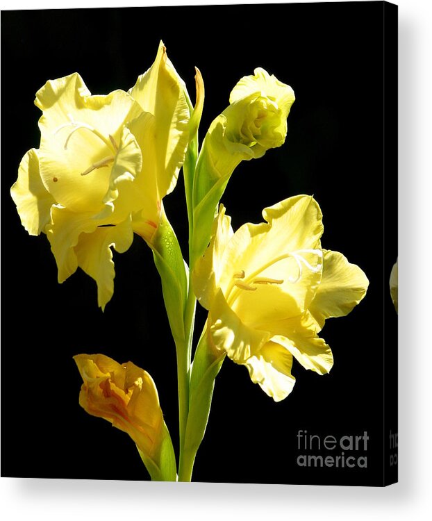 Gladioli Acrylic Print featuring the photograph Yellow Gladioli Flowers 2 by Rose Santuci-Sofranko