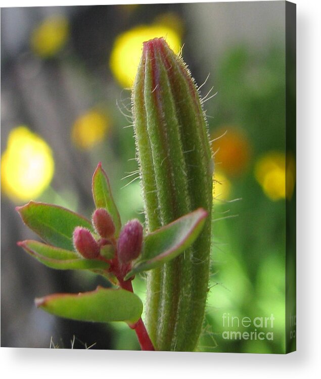 Flower Acrylic Print featuring the photograph Heroic #1 by Holy Hands