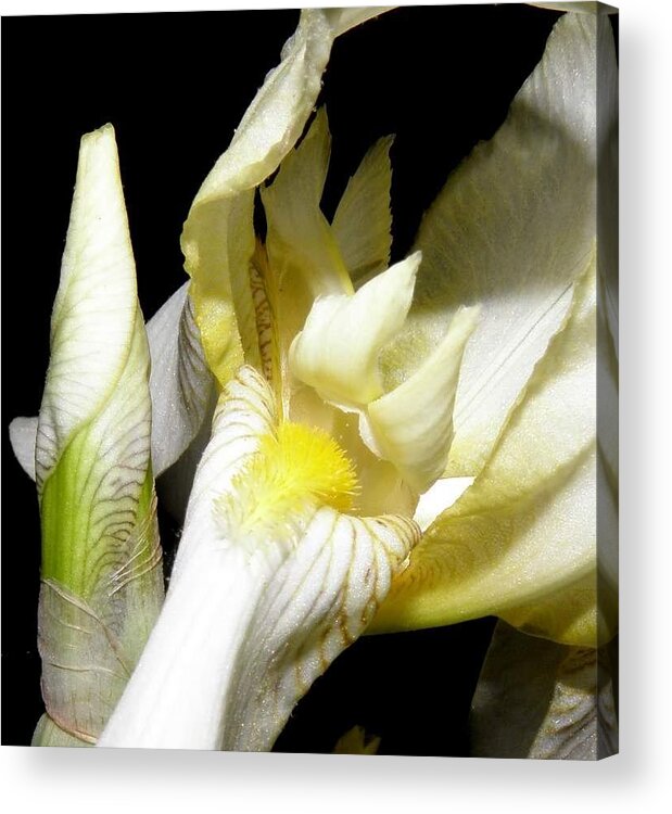 Iris Acrylic Print featuring the photograph Bearded Iris At Night by Kim Galluzzo