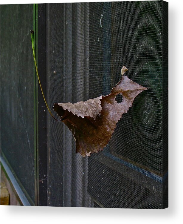 Photograph Acrylic Print featuring the photograph Camouflage by Cliff Spohn