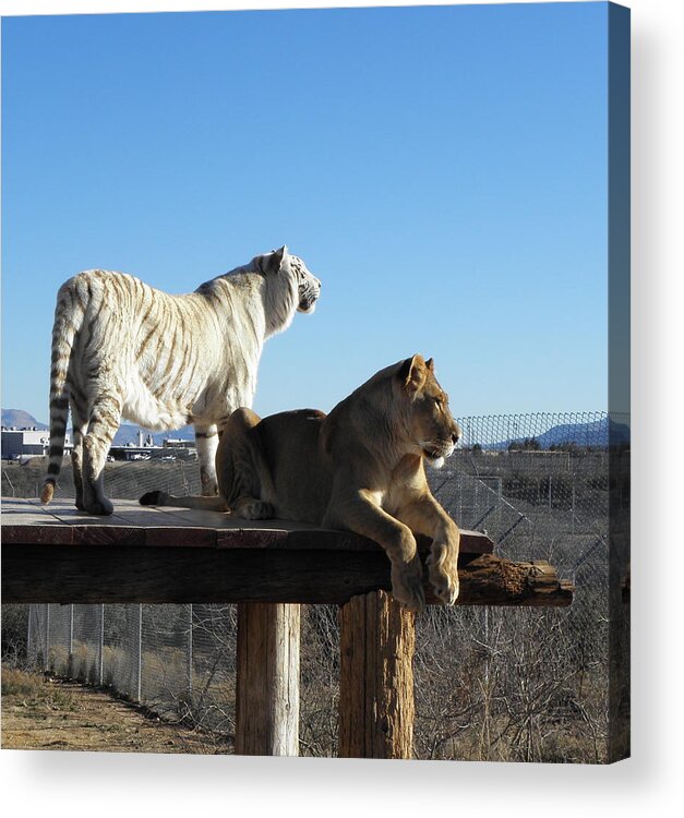 Lion Acrylic Print featuring the photograph Chalet and Kumba by Kim Galluzzo Wozniak