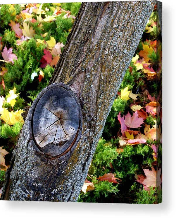 Autumn Acrylic Print featuring the photograph Country Color 8 by Will Borden