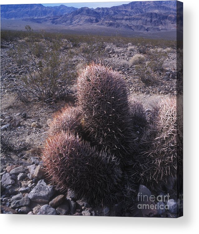 Death Valley Acrylic Print featuring the photograph Death Valley cactus by Jim And Emily Bush