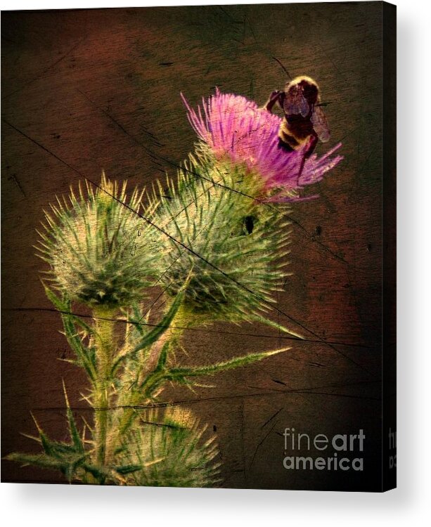 Bee Thistle Nature Plant Acrylic Print featuring the digital art Easy Stepping by David Taylor