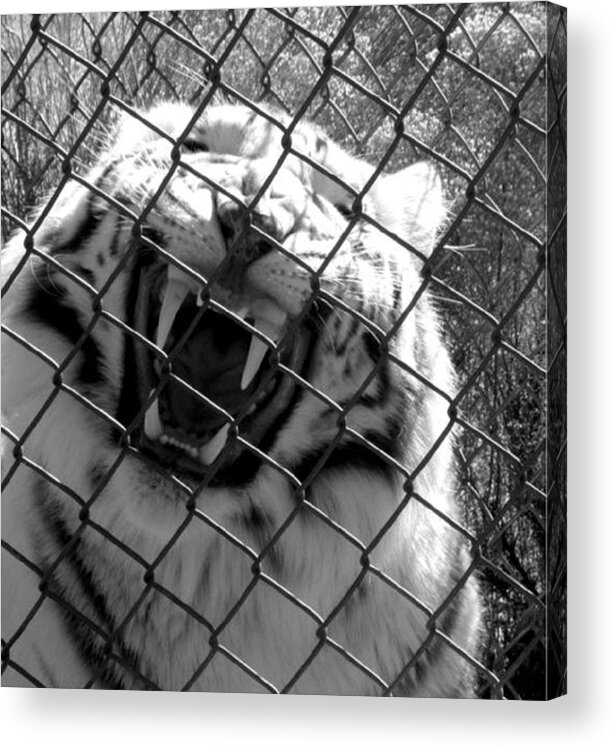 Fangs Acrylic Print featuring the photograph Fangs of death by Kim Galluzzo