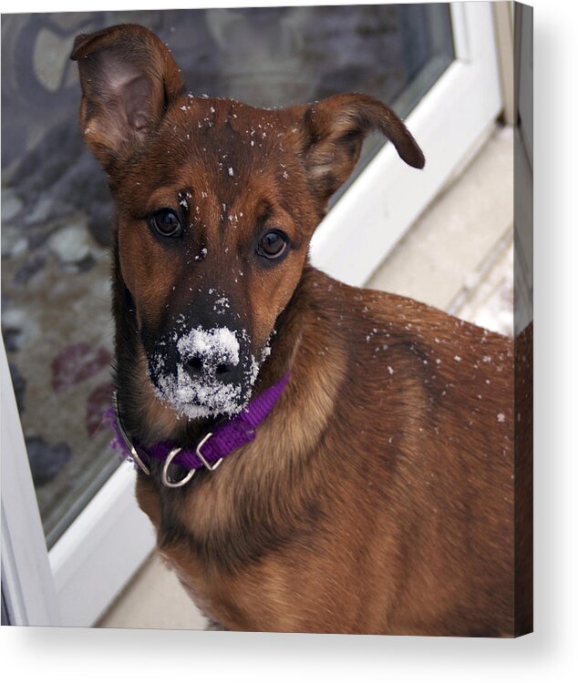 Dog Acrylic Print featuring the photograph First Snow by Yelena Rubin