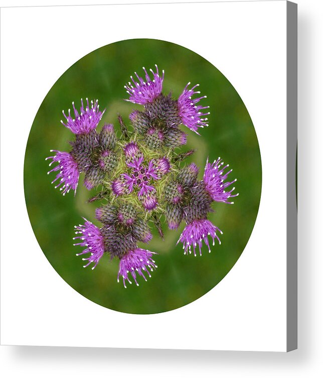 Scottish Thistle Acrylic Print featuring the photograph Flower of Scotland by Lynn Bolt