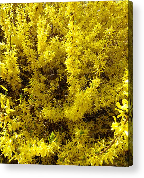 Forsythia Flowers Acrylic Print featuring the photograph Forsythia blooms by Kim Galluzzo Wozniak