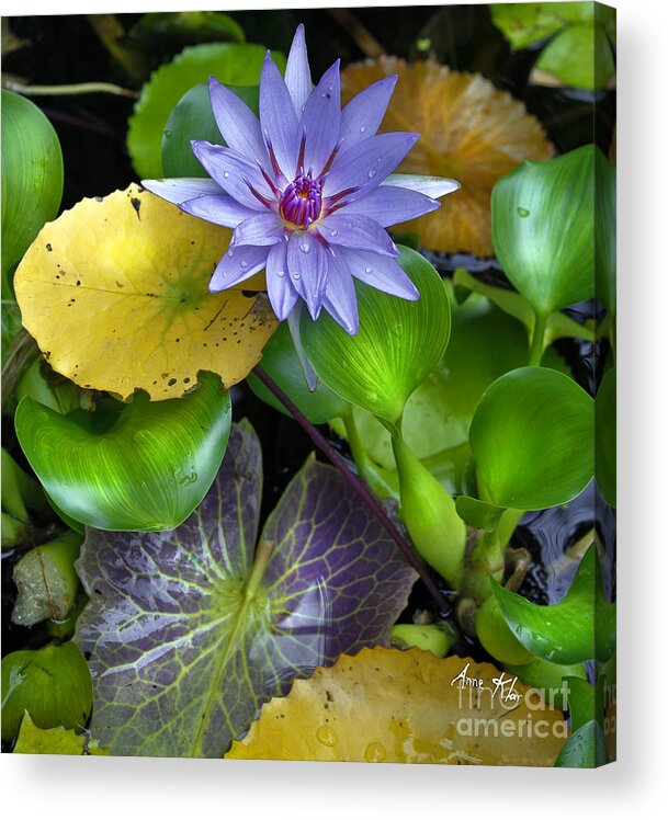 Blue Waterlily Acrylic Print featuring the mixed media Lilies No. 3 by Anne Klar