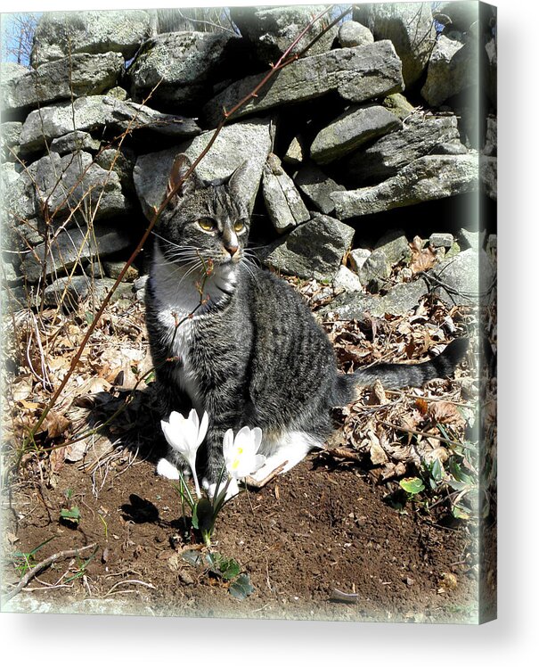 Cat Acrylic Print featuring the photograph perfect student XO by Kim Galluzzo