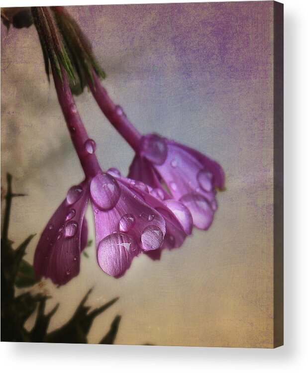  Acrylic Print featuring the photograph Pink Droplets by Deborah Smith