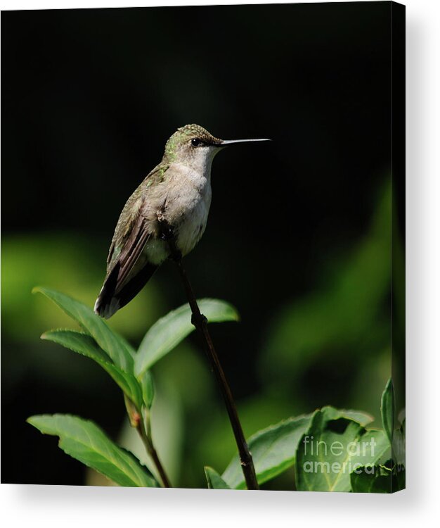 Green Acrylic Print featuring the photograph Ruby-Throated Hummingbird Female by Ronald Grogan