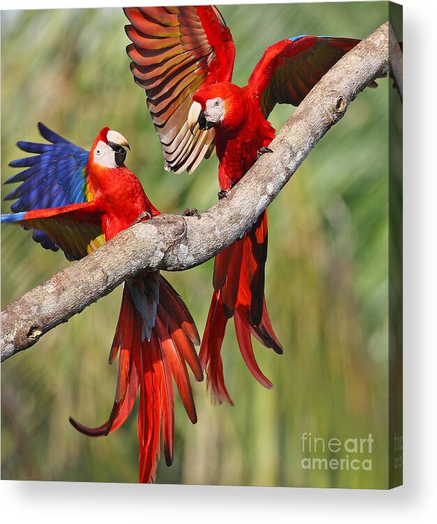 Birds Acrylic Print featuring the photograph Scarlet Macaws by Jean-Luc Baron