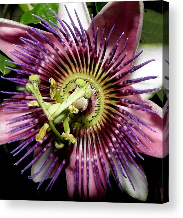Passion Acrylic Print featuring the photograph Simply Magical by Kim Galluzzo Wozniak