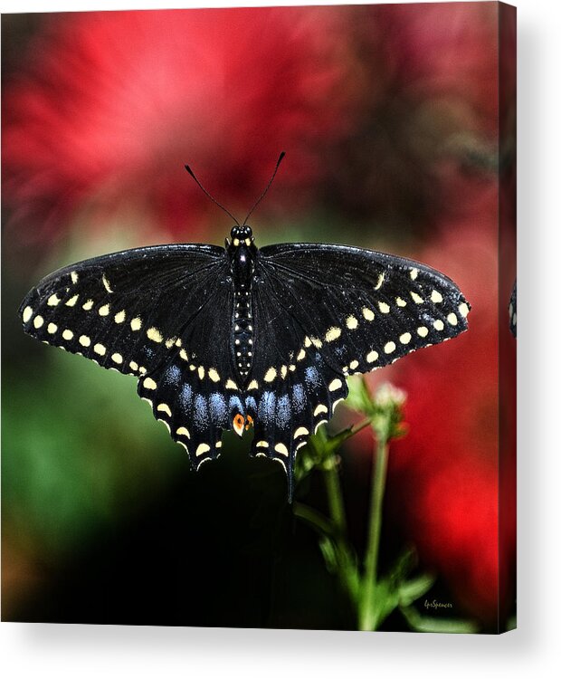 Butterflies Acrylic Print featuring the photograph Spread The Wings by Lisa Spencer