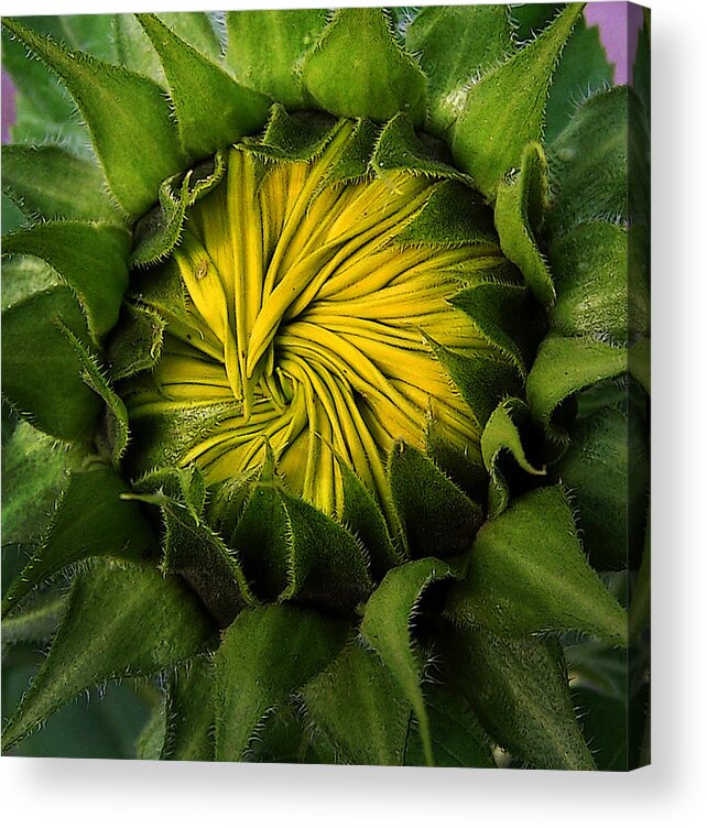 Sunflower Acrylic Print featuring the photograph Sun Center by Deborah Smith