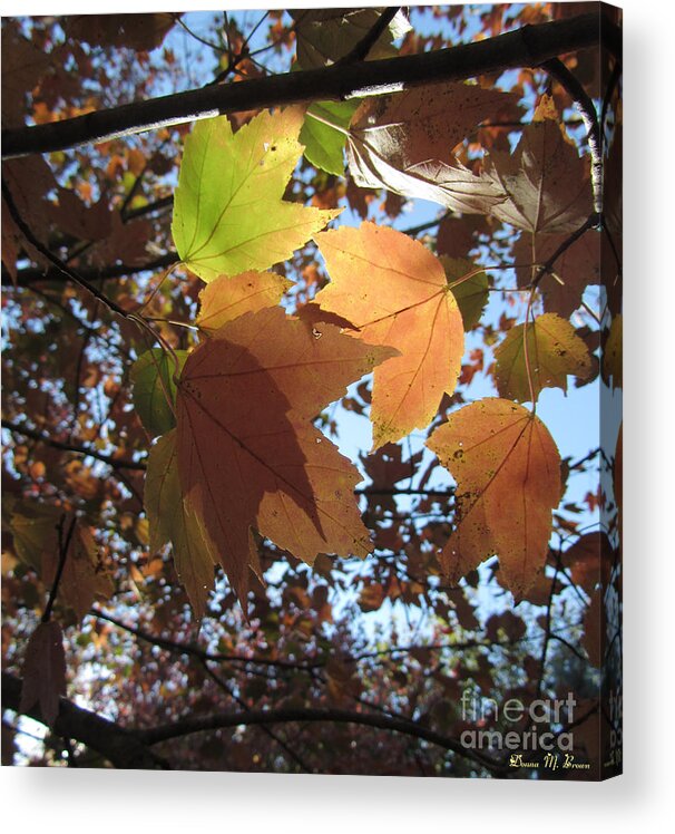 Leaves Acrylic Print featuring the photograph Sun-lite Fall Leaves by Donna Brown