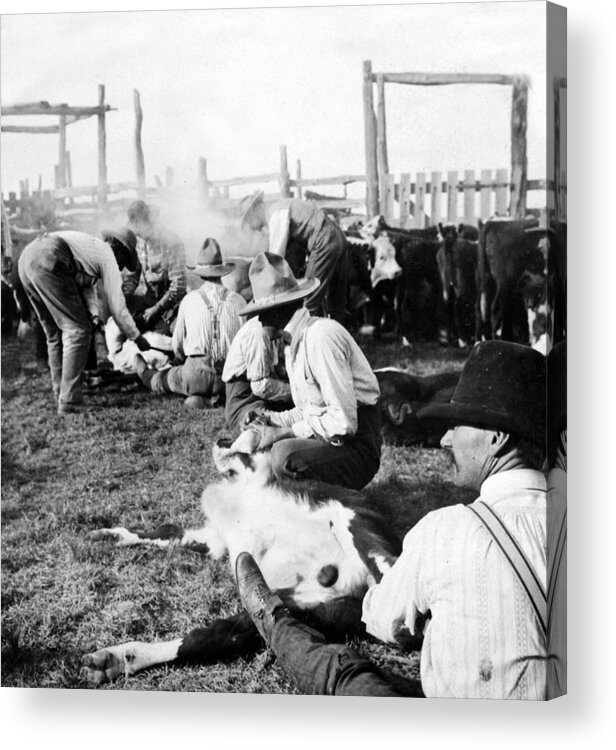 Texas Acrylic Print featuring the photograph Texas Ranchers branding calves  c 1905 by International Images