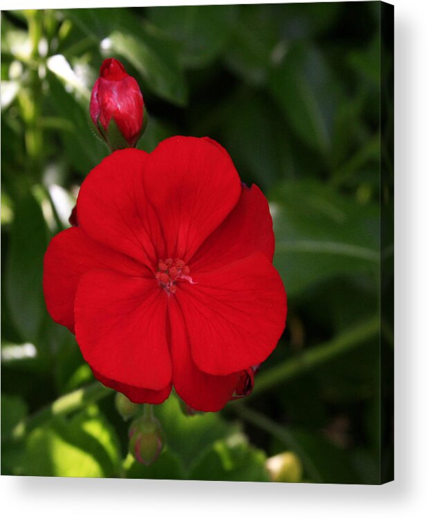 Flower Acrylic Print featuring the photograph True Red by Karen Harrison Brown