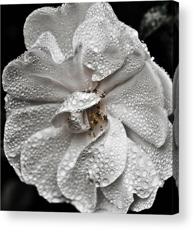 White Rose Acrylic Print featuring the photograph White Rose After Rain by Ronda Broatch