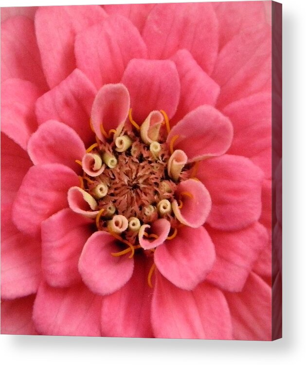 Zinnia Acrylic Print featuring the photograph Whole Lotta Pink by Chris Berry