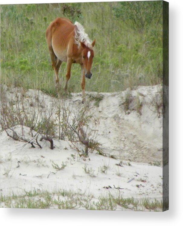 Mustang Acrylic Print featuring the photograph Wild Spanish Mustang of the Outer Banks of North Carolina by Kim Galluzzo Wozniak