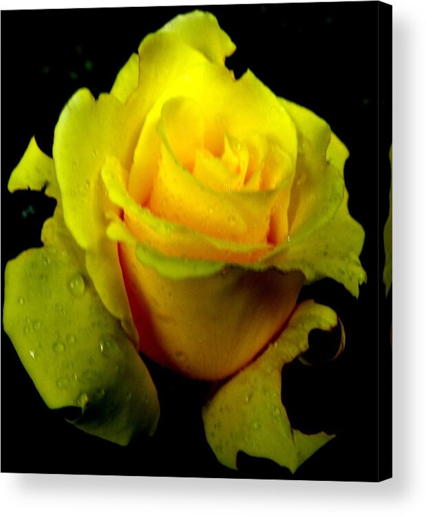 Yellow Acrylic Print featuring the photograph Yellow Beauty by Kim Galluzzo