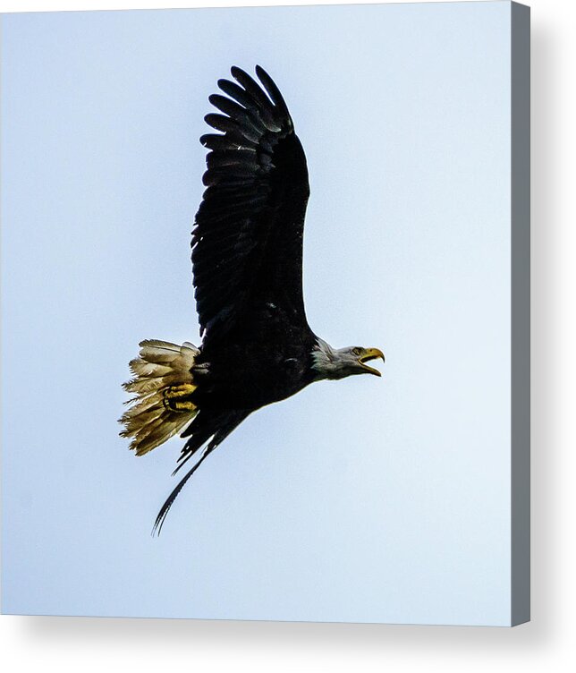 Eagle Acrylic Print featuring the photograph Eagle by Jerry Cahill