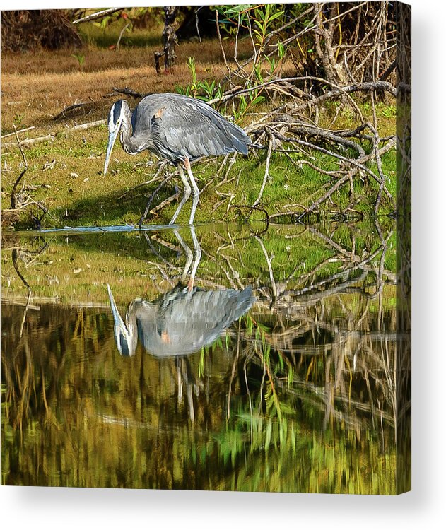 Heron Acrylic Print featuring the photograph I see you by Jerry Cahill