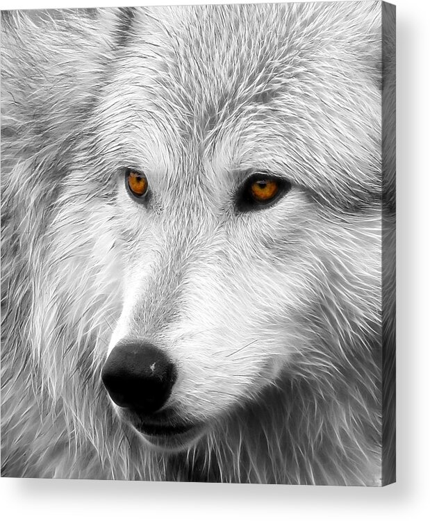 Wolf Acrylic Print featuring the photograph Wolf #2 by Steve McKinzie