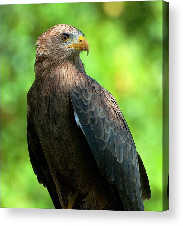  Acrylic Print featuring the photograph Yellow-Billed Kite #1 by Pat Exum